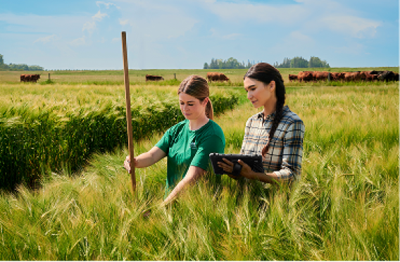 Two individuals in a grain field measuring crop height with a stick and recording data on a tablet.