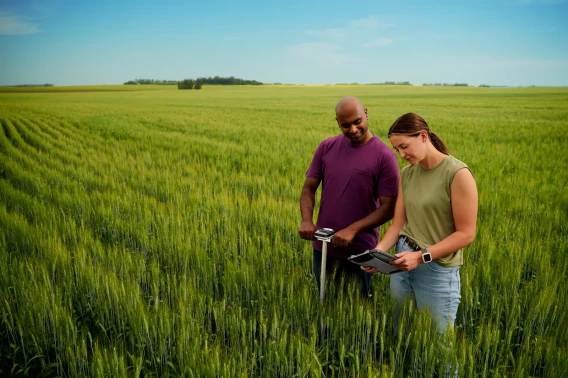 Two people using a tablet and field equipment while standing in a wheat field.