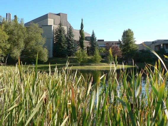 Campus building surrounded by trees and a pond with tall reeds in the foreground.